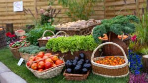 photos de légumes - Folie'Flore à Mulhouse
